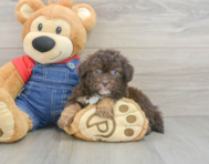 9 week old Havapoo Puppy For Sale - Pilesgrove Pups