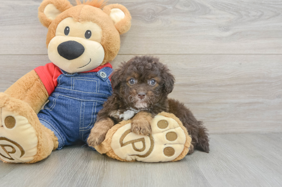 6 week old Havapoo Puppy For Sale - Pilesgrove Pups