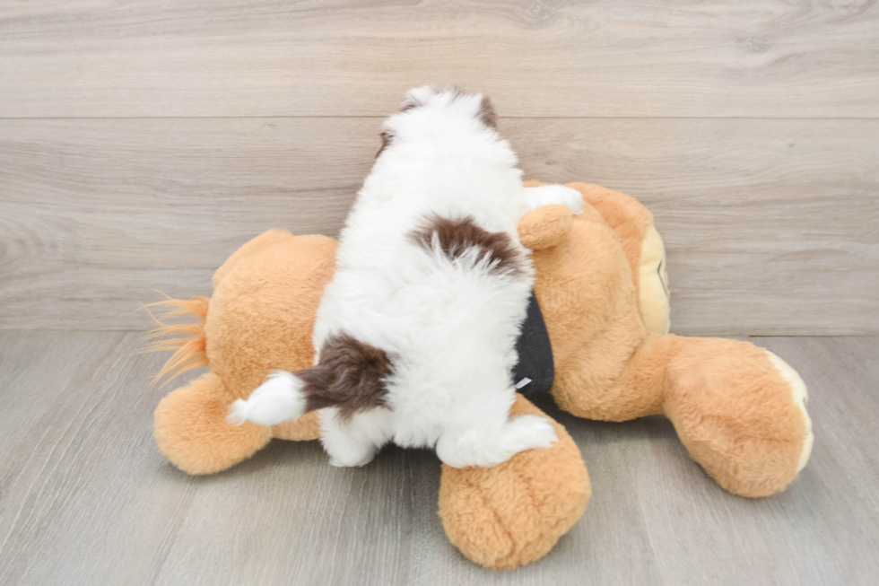 Havapoo Pup Being Cute