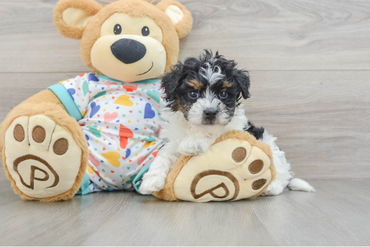 Havapoo Pup Being Cute