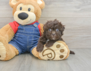 10 week old Havapoo Puppy For Sale - Pilesgrove Pups