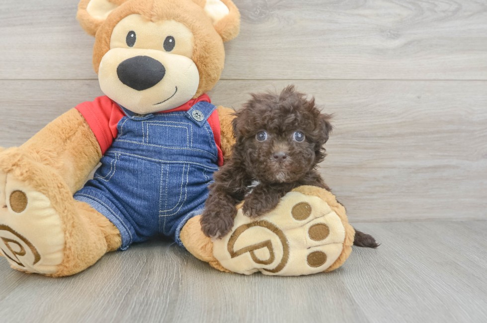 6 week old Havapoo Puppy For Sale - Pilesgrove Pups