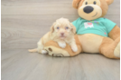 Fluffy Havapoo Poodle Mix Pup