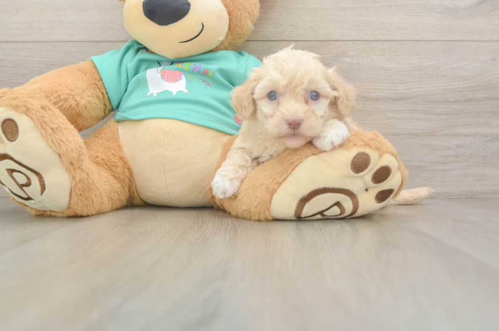 5 week old Havapoo Puppy For Sale - Pilesgrove Pups