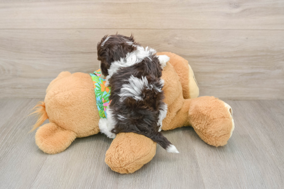 Havapoo Pup Being Cute
