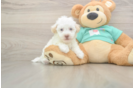 Best Havapoo Baby