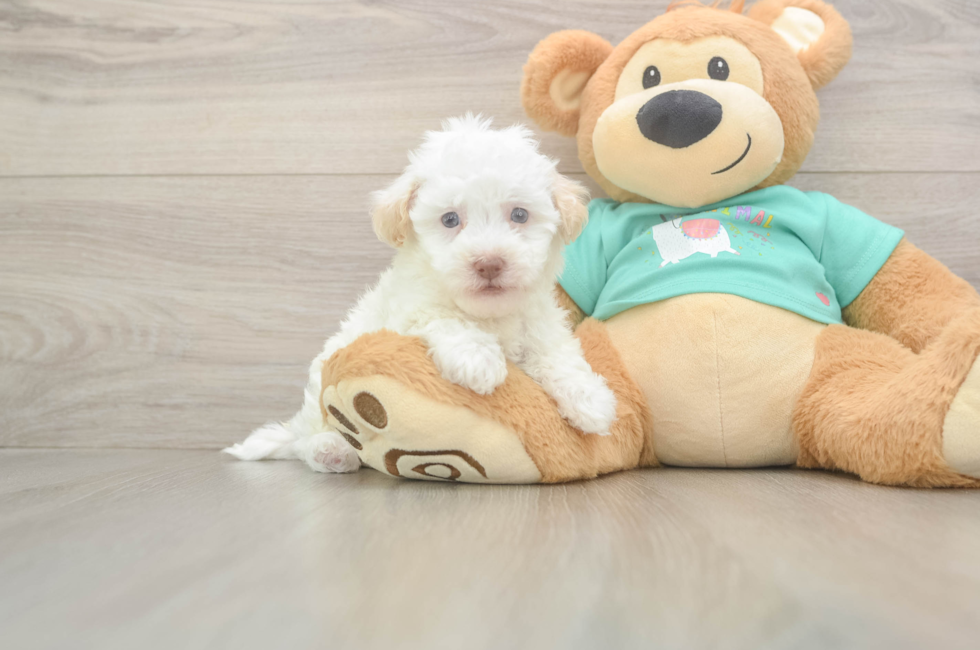 5 week old Havapoo Puppy For Sale - Pilesgrove Pups