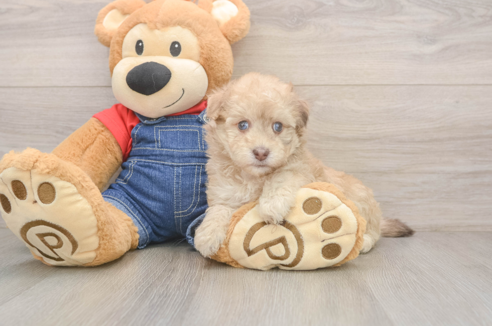 5 week old Havapoo Puppy For Sale - Pilesgrove Pups