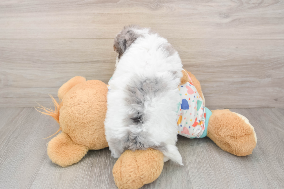 Havapoo Pup Being Cute