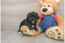 Fluffy Havapoo Poodle Mix Pup