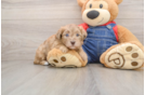Hypoallergenic Havadoodle Poodle Mix Puppy