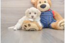 Playful Havadoodle Poodle Mix Puppy