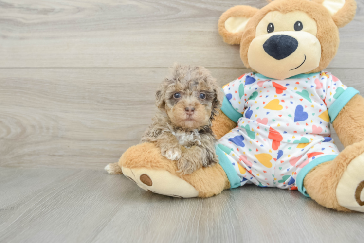 Havapoo Puppy for Adoption
