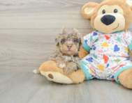 8 week old Havapoo Puppy For Sale - Pilesgrove Pups