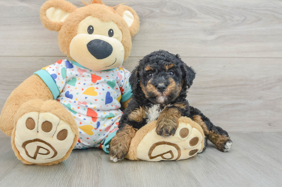 6 week old Havapoo Puppy For Sale - Pilesgrove Pups