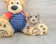 8 week old Havapoo Puppy For Sale - Pilesgrove Pups