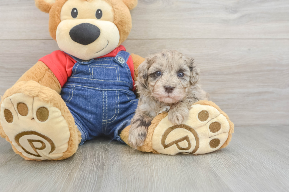 5 week old Havapoo Puppy For Sale - Pilesgrove Pups