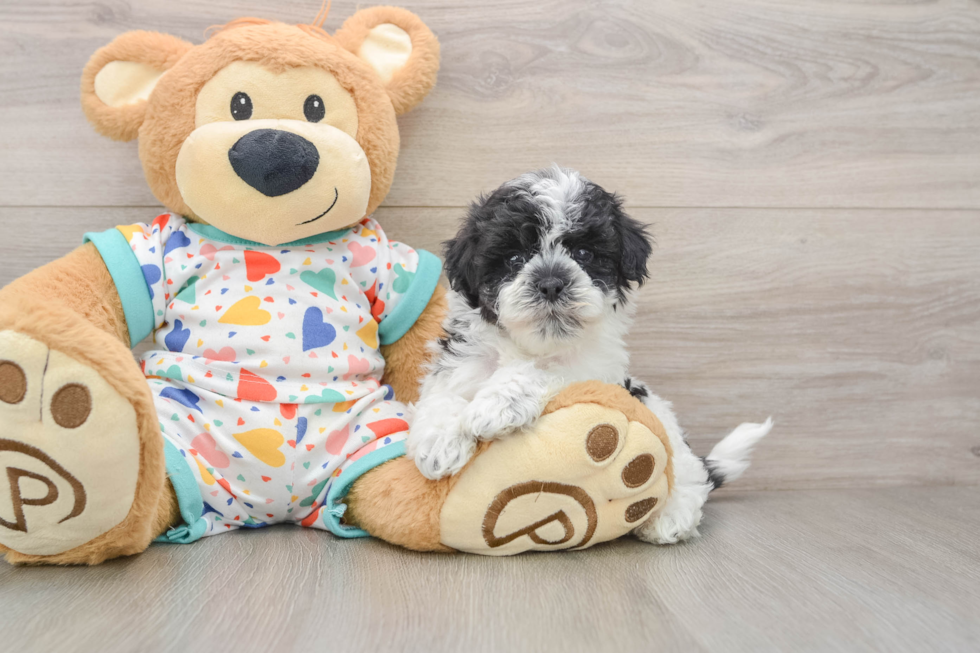 Havapoo Pup Being Cute