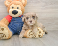 8 week old Havapoo Puppy For Sale - Pilesgrove Pups