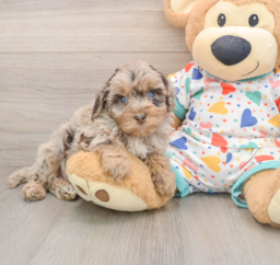 7 week old Havapoo Puppy For Sale - Pilesgrove Pups