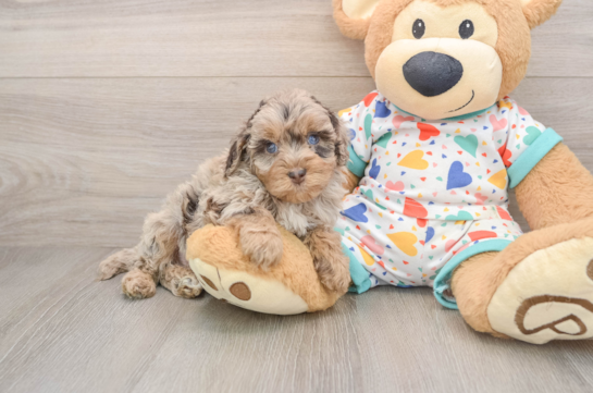 Playful Havadoodle Poodle Mix Puppy