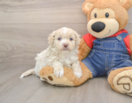 7 week old Havapoo Puppy For Sale - Pilesgrove Pups