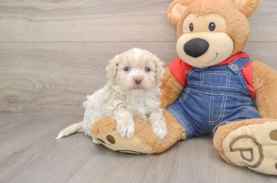 Havapoo Puppy for Adoption