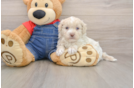 Playful Havadoodle Poodle Mix Puppy