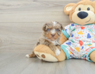 8 week old Havapoo Puppy For Sale - Pilesgrove Pups
