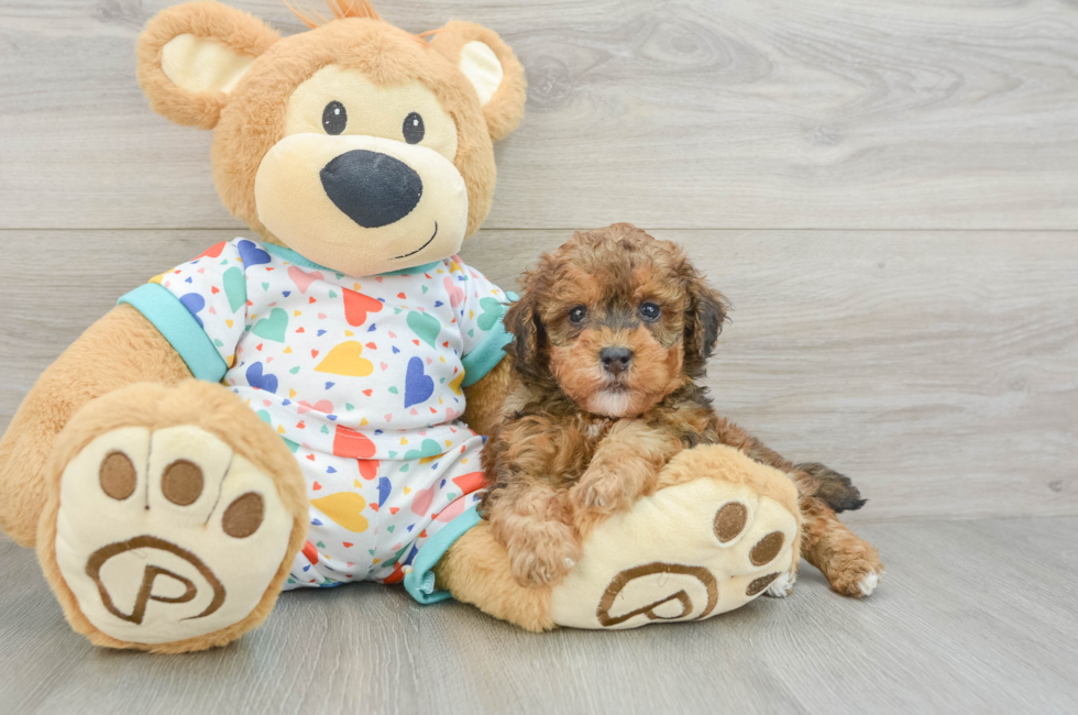 6 week old Havapoo Puppy For Sale - Pilesgrove Pups