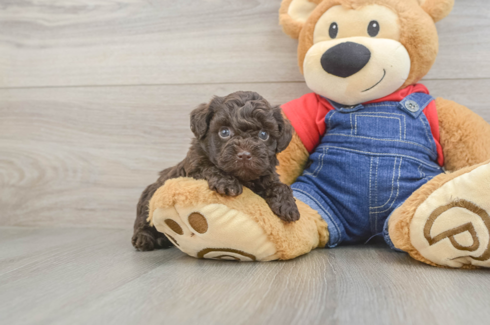5 week old Havapoo Puppy For Sale - Pilesgrove Pups