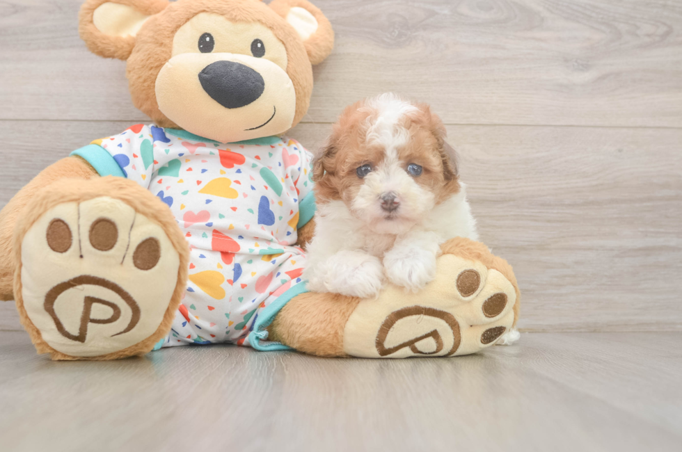 5 week old Havapoo Puppy For Sale - Pilesgrove Pups