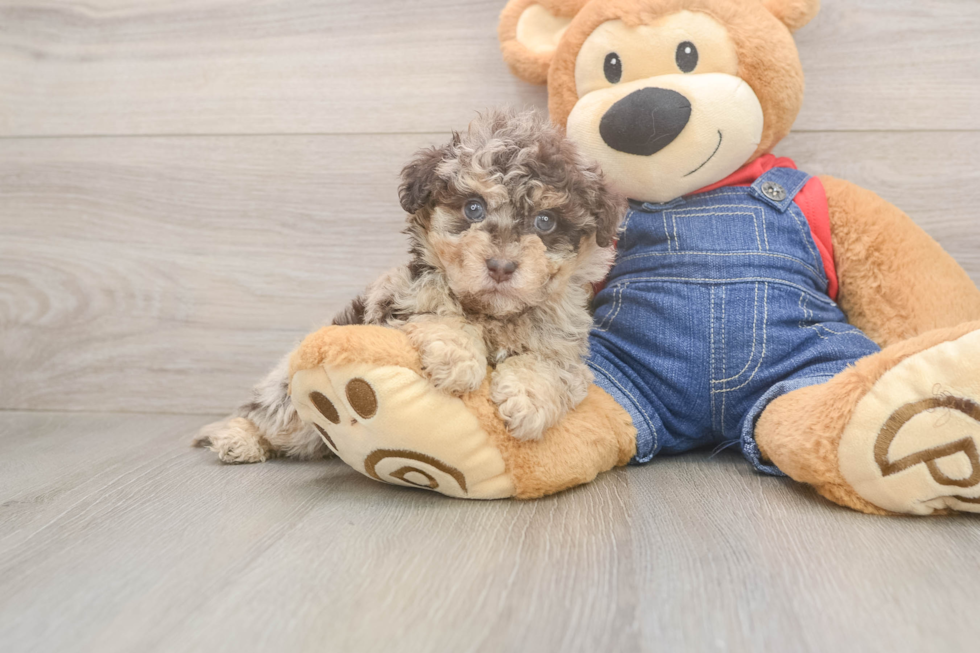 Hypoallergenic Havadoodle Poodle Mix Puppy