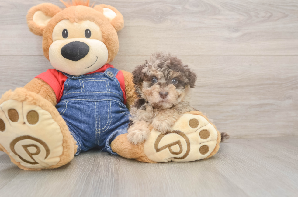 5 week old Havapoo Puppy For Sale - Pilesgrove Pups