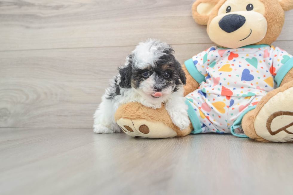 Havapoo Pup Being Cute