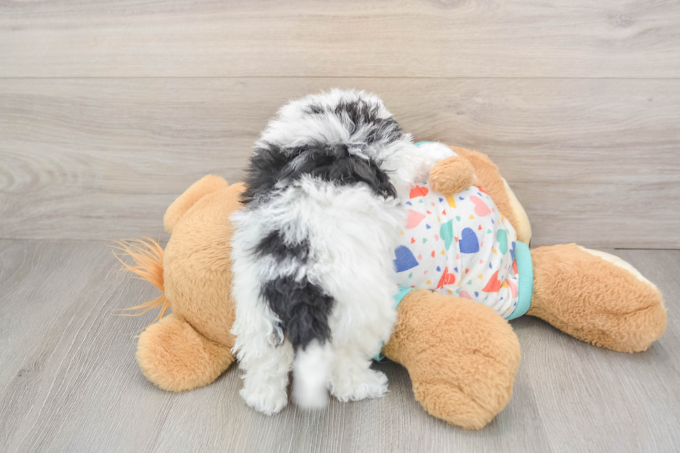 Havapoo Puppy for Adoption