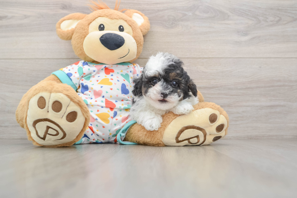 Playful Havadoodle Poodle Mix Puppy