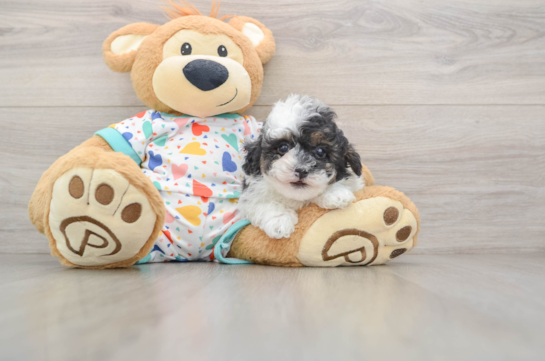 Playful Havadoodle Poodle Mix Puppy