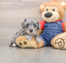 5 week old Havapoo Puppy For Sale - Pilesgrove Pups