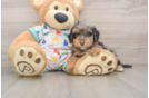 Fluffy Havapoo Poodle Mix Pup