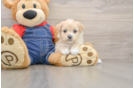 Petite Havapoo Poodle Mix Pup
