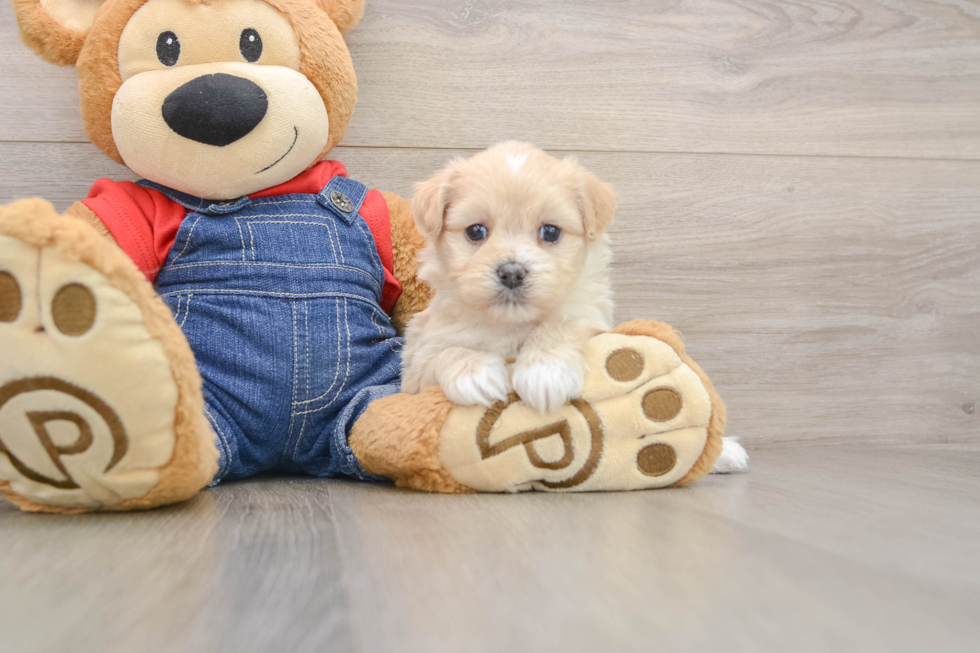 Petite Havapoo Poodle Mix Pup