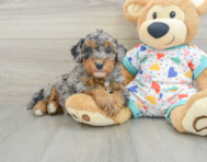 7 week old Havapoo Puppy For Sale - Pilesgrove Pups