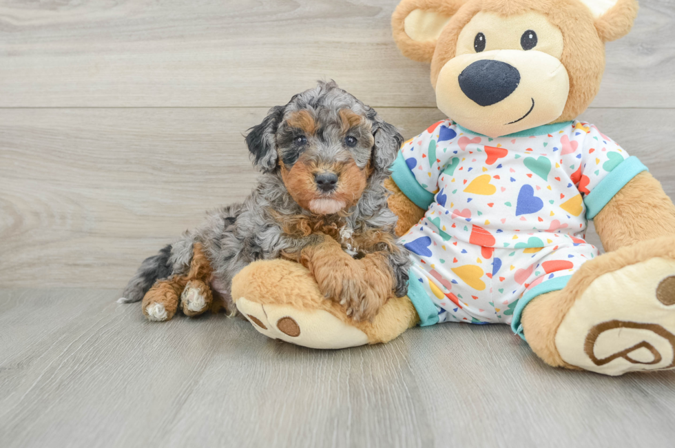 6 week old Havapoo Puppy For Sale - Pilesgrove Pups