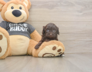 7 week old Havapoo Puppy For Sale - Pilesgrove Pups