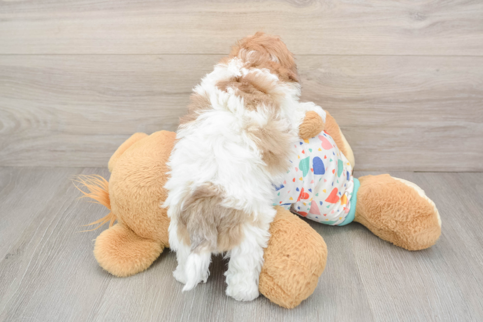 Little Havadoodle Poodle Mix Puppy