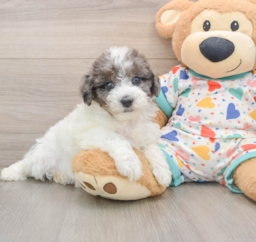 8 week old Havapoo Puppy For Sale - Pilesgrove Pups