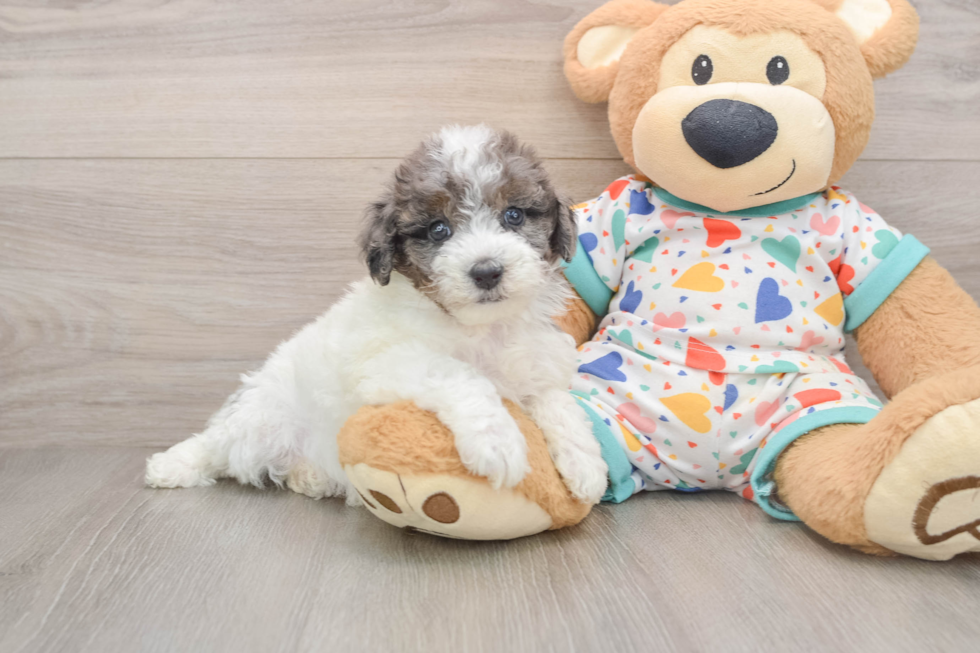 Adorable Havadoodle Poodle Mix Puppy