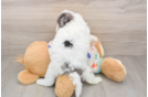 Hypoallergenic Havadoodle Poodle Mix Puppy