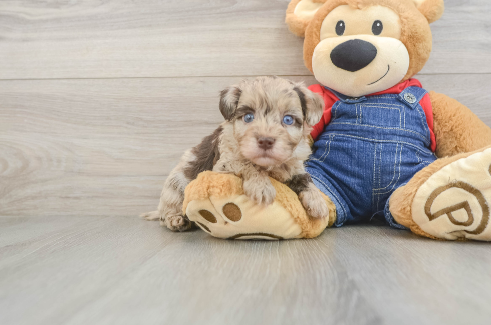 5 week old Havapoo Puppy For Sale - Pilesgrove Pups